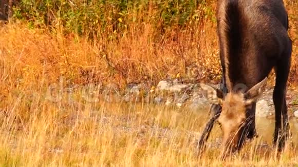 野生麋鹿犊牛野生动物阿拉斯加沼泽绿地视频的预览图