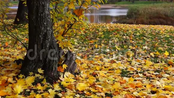 秋天公园里的黄梅叶视频的预览图