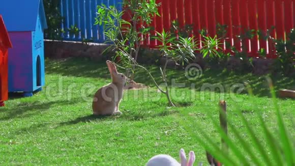 一只黄色的兔子坐在红色栅栏附近的绿色草坪上吃树叶视频的预览图