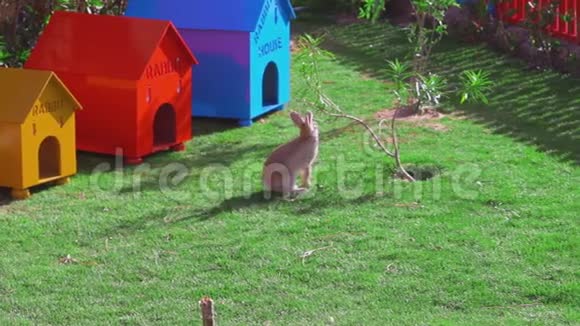 一只黄色的兔子正坐在一棵小树附近吃树叶视频的预览图