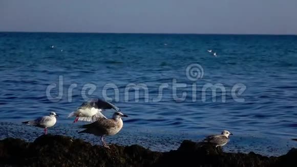 海鸥成群地站在海岸上望着远处开始起飞慢动作视频的预览图