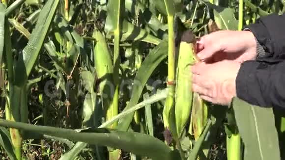 农民在秋天的时候在玉米地手里摘大玉米棒4K视频的预览图