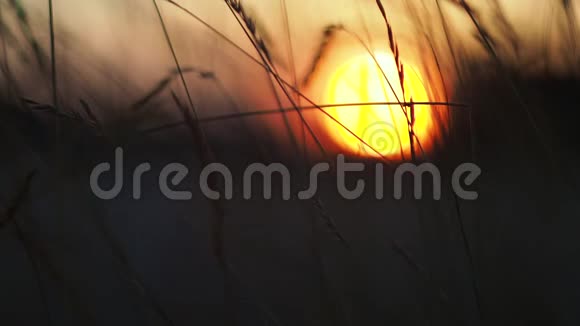 蚂蚁在日落时爬在干草上视频的预览图