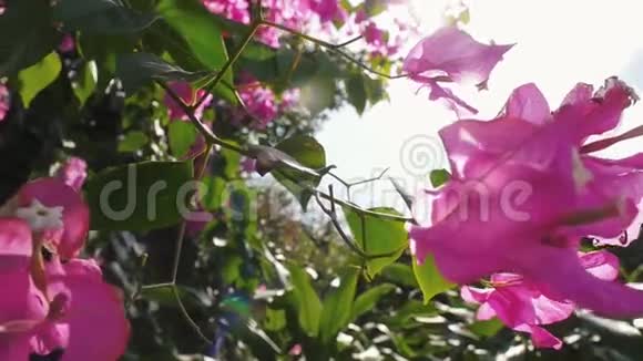 在蓝天背景下有粉红色花朵和透镜在风上耀斑的开花树慢动作1920x1080视频的预览图
