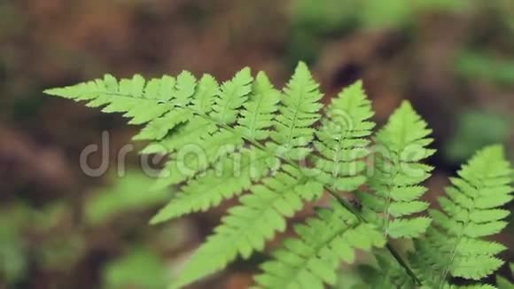 蕨叶上奔跑的蚂蚁的大镜头视频的预览图