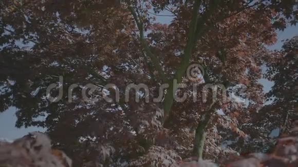 红日枫树白峰山视频的预览图