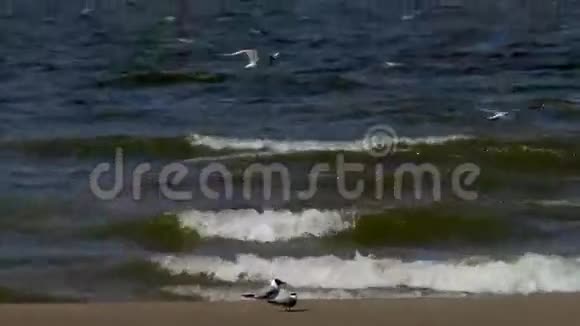 沙滩上鸟的海鸥波浪在沙岸上翻滚风吹海鸥迎风飞翔但风视频的预览图
