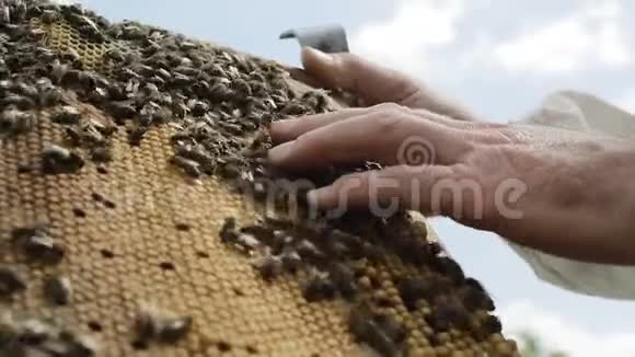 工作蜜蜂成群结队地聚集在蜂巢上视频的预览图