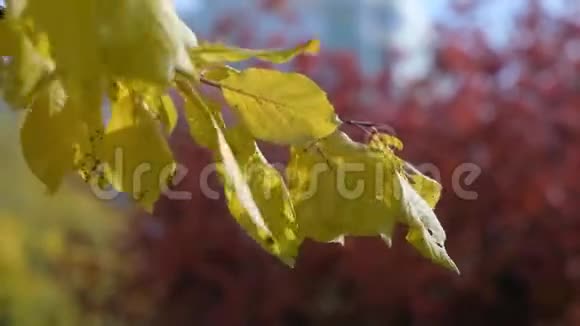 秋叶在秋天公园的一棵树上摆动堕落秋天五彩缤纷的公园太阳耀斑视频的预览图