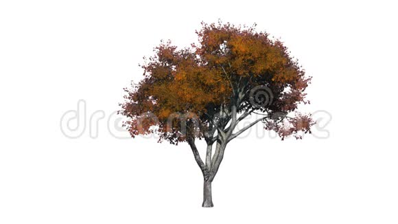 榆树包括阿尔法频道视频的预览图