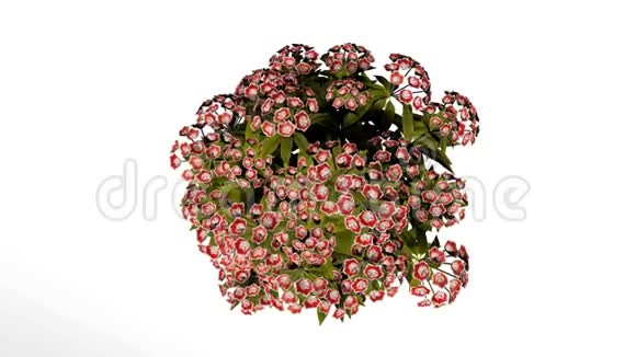 山月桂红花全高清包括阿尔法频道视频的预览图