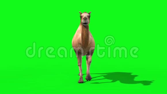 骆驼漫步循环前绿色屏幕3D渲染动画动物视频的预览图