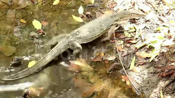 亚洲水监测蜥蜴游过红树林盐水沼泽视频的预览图