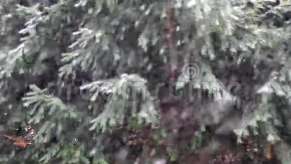 在森林里缓慢地下雪视频的预览图