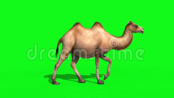 骆驼漫步循环绿屏3D渲染动画动物视频的预览图