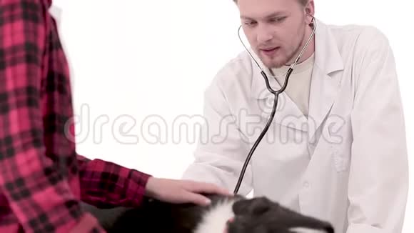 兽医诊所兽医用听诊器检查狗视频的预览图