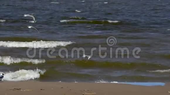 沙滩上鸟的海鸥波浪在沙岸上翻滚风吹海鸥迎风飞翔但风视频的预览图