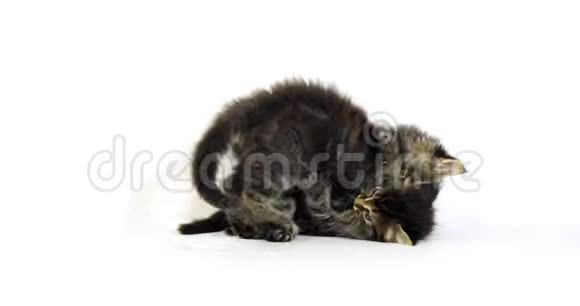 棕色斑纹斑纹斑纹缅因猫家庭猫小猫打白色背景诺曼底在法国视频的预览图
