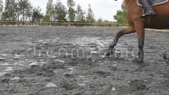 马脚在泥上奔跑在潮湿泥泞的地面上慢跑的种马腿的特写年轻人骑马视频的预览图