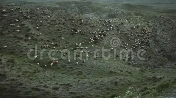 日落时分成群的剪羊毛在山上移动视频的预览图