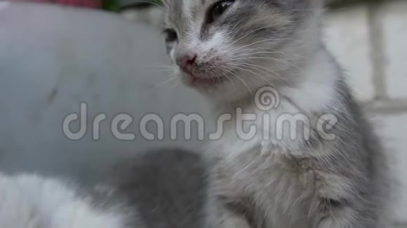 可爱的小猫蓝眼睛盯着模糊的背景视频的预览图