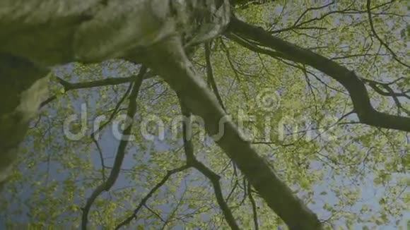 春树下的梦视频的预览图