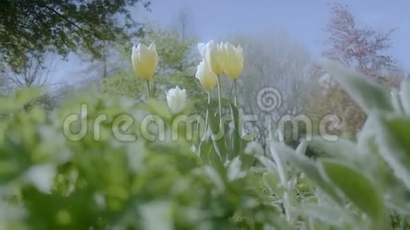 春天公园开放的黄色郁金香视频的预览图