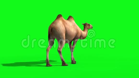 骆驼死后绿色屏幕三维渲染动画动物视频的预览图