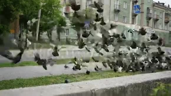 一群城市鸽子一起起飞视频的预览图