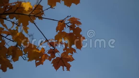 秋叶在秋天公园的一棵树上摆动堕落秋天五彩缤纷的公园太阳耀斑视频的预览图