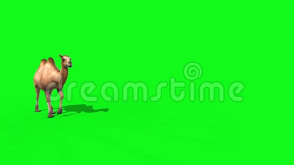 骆驼漫步前绿色屏幕3D渲染动画动物视频的预览图