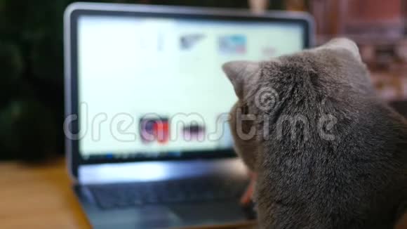 女孩和英国猫灰色与笔记本电脑购买动物在线产品视频的预览图