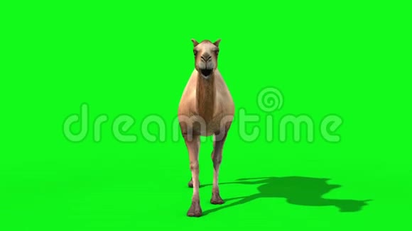 骆驼循环循环前绿色屏幕三维渲染动画动物视频的预览图