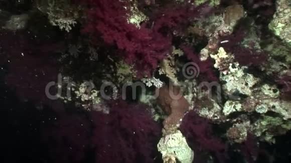 珊瑚紫紫的颜色水下在红海视频的预览图