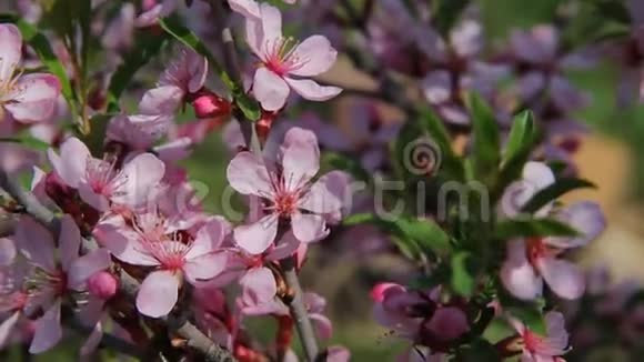 一只蜜蜂在果园里的一个巴宝莉的粉红色花丛中飞翔在寻找蜂蜜的时候给花授粉视频的预览图