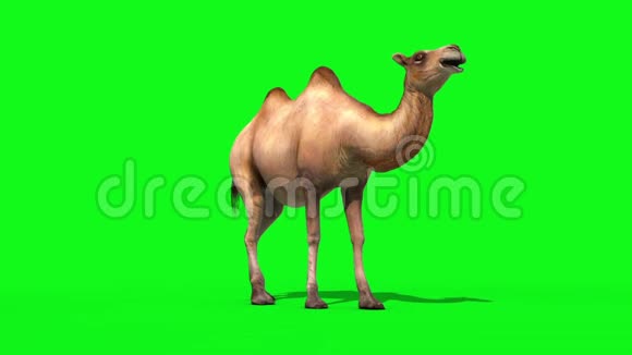 骆驼模具绿色屏幕三维渲染动画动物视频的预览图