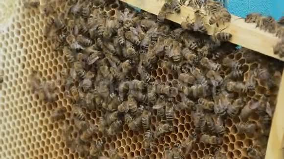 工作蜜蜂在蜂巢上成群结队视频的预览图