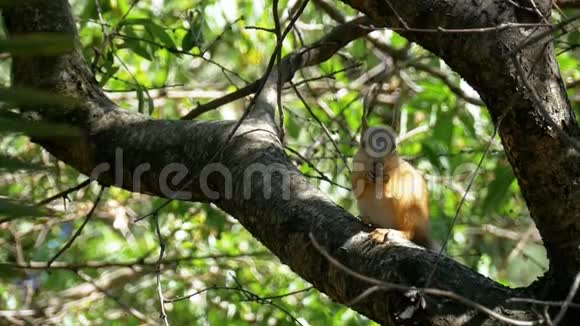 吃坚果的红松鼠坐在树树干上慢动作视频的预览图