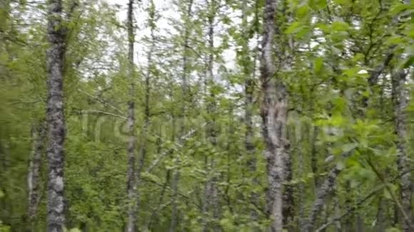 北极圈夏季末绿林视频的预览图
