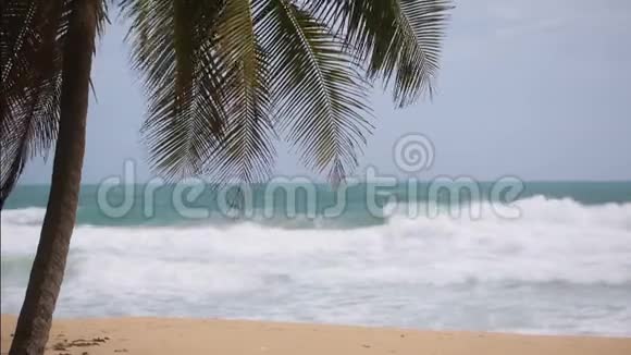 海洋岸边的一棵棕榈树热带天堂视频的预览图