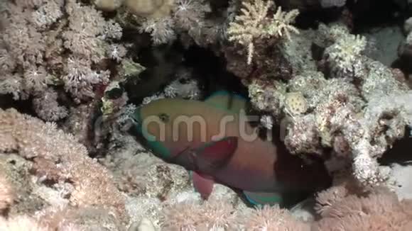生锈的鹦鹉鱼金丝猴在红海的水下吃珊瑚视频的预览图