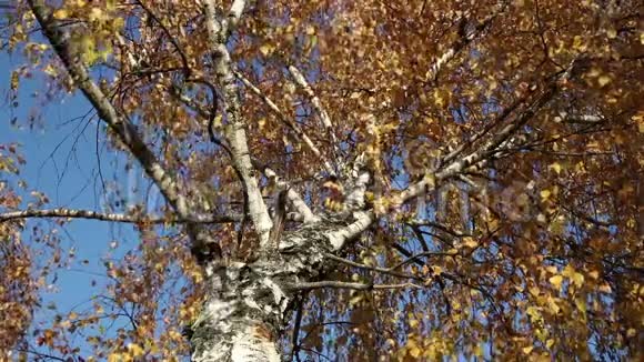 晴天的秋桦树背景景色视频的预览图