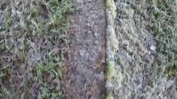 在冰冻的秋叶覆盖的小径上徘徊视频的预览图