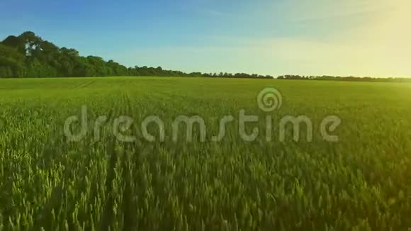 大麦场背景夏季太阳麦田的绿色夏季草地视频的预览图