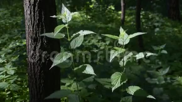林中荨麻美丽茂盛鲜嫩的叶子视频的预览图