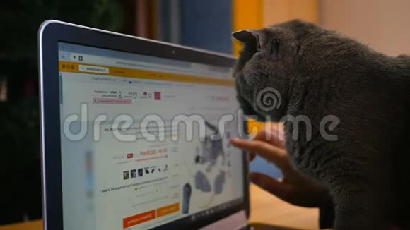 女孩和英国猫灰色与笔记本电脑购买动物在线产品视频的预览图