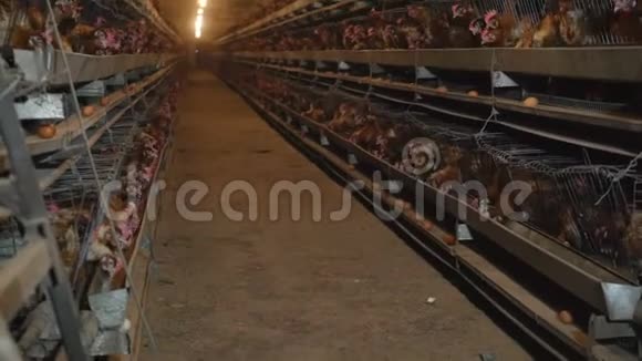 家禽养殖场笼子里有很多鸟自动电源生产自动化的概念视频的预览图