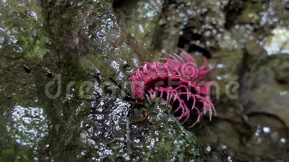 令人震惊的粉红色千足虫在热带雨林中捕捉蚯蚓视频的预览图