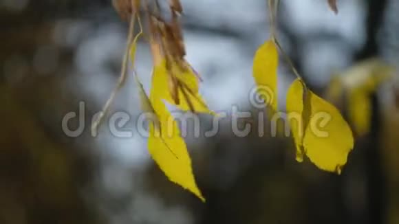 秋叶在秋天公园的一棵树上摆动堕落秋天五彩缤纷的公园太阳耀斑视频的预览图