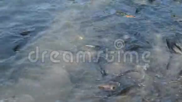 MangoFiah和鲶鱼在水池里喂面包视频的预览图